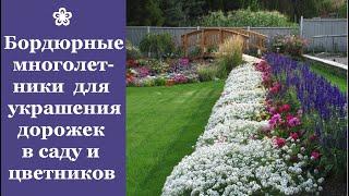  Самые красивые бордюрные многолетники для украшения дорожек в саду и цветников