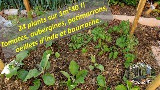 24 plants sur 1m²40 !!Tomates, aubergines, potimarrons, œillets d'inde et bourrache.