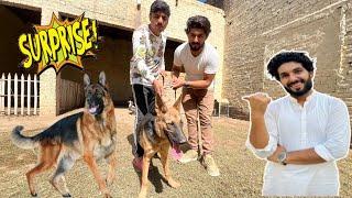 Samad Pets Vlog Ko German Shepherd Dog Ka Suprise Dea Lakin Phir bhi 