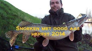 Snoekvissen met dood aas in de herfst 2014 ook nachtvissen - Pike fishing with dead bait #21