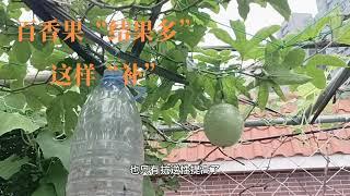 “百香果”结果多，这样补一补 花期补一补，开花多，果子大