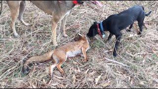 Driven Fox Hunting in Australia