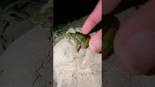 Funny voice of the last fat frog | Funny catching frogs | TEP LONGHENG FUNNY