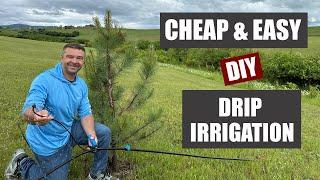 DIY Above Ground Drip Irrigation - The Cheap and Easy Way!