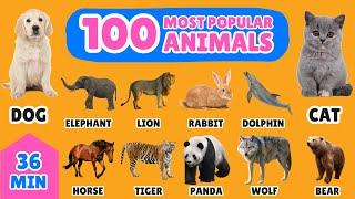 100 Most Popular Animals in the World | English Vocabulary for Kids | Fun Animal Names Learning!