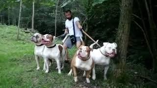 Gadirbulls American Bulldog