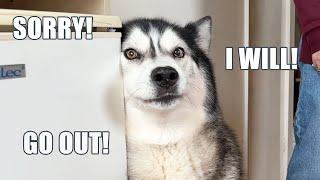 15 Times My Husky Spoke Perfect English!