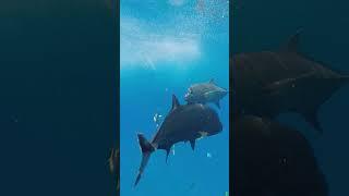 EPIC GT FEEDING FRENZY - GIANT TREVALLY IN MEXICO @StickFigure