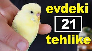 Evcil Kuşlar İçin Evdeki 21 Tehlike