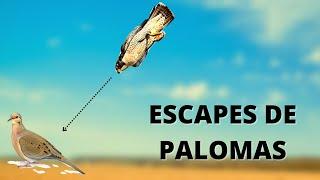 CETRERIA - Tremendos escapes de palomas a halcón peregrino , un misil 