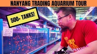 SINGAPORE FISH STORE TOUR | 500+ Tanks! (Nanyang Trading Aquarium) Part 1