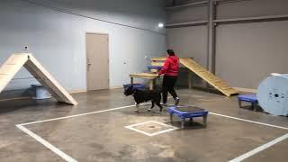 Training with Amanda @Blue Line K-9 Dog Training in Garner.
