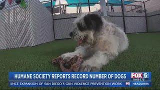 San Diego Humane Society reports record number of dogs