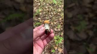 Mushroom season has opened #mountains #travel #relax