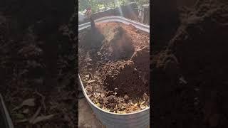 Prepping a raised garden bed for planting onions  What I use in this garden bed  Worm Casting