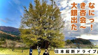 Japan Cross-Country Drive part16: Visiting the Great Ginkgo Tree in Iiyama