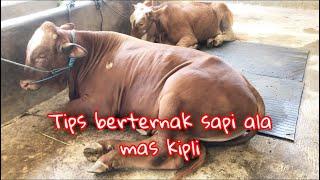 Tips berternak sapi ala mas kipli aza