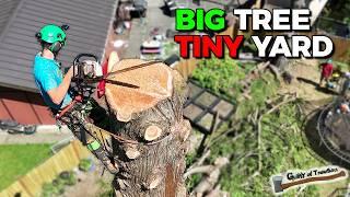 This BIG TREE Removal Needed A Bigger Yard - Massive Cedar Felling