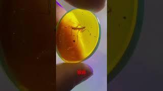 缅甸琥珀，虫珀，螳螂，珠宝收藏级 #amber #翡翠 #琥珀 #熱門 #crystals #缅甸琥珀 #jade #收藏 #insects #琥珀蜜蜡 #虫珀