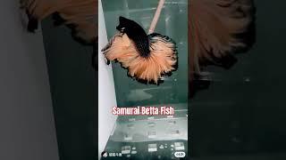 "Samurai Betta Fish #trending #short #fish Cute Fish #trending #fish #shorts
