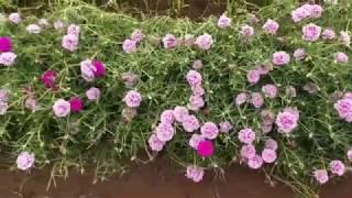 How to grow beautiful moss rose from cutting