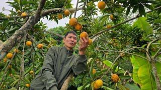 Harvest LEKIMA Fruit Goes to market sell - Gardening | Solo Survival