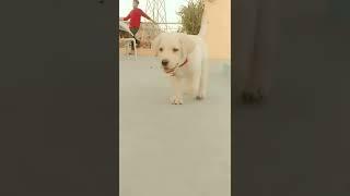 Bholu say's : Make my best short  support bholu #bholu #shorts #labradorpuppy #labra