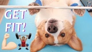 FITNESS TIME - Topi the Corgi