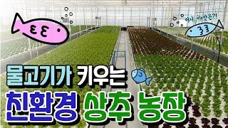 [물고기와 농부가 키우는 상추! 아쿠아스마트팜 방문- 아쿠아포닉스! ] | 포천PD가 떴다