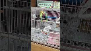 꽁지빠진 망고 일상