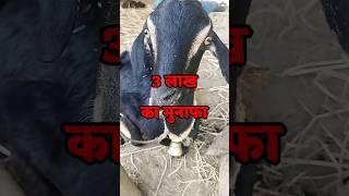 बकरी पालन मे 1 साल की कमाई इतना है कि.? farming business ideas, small business ideas, #shorts