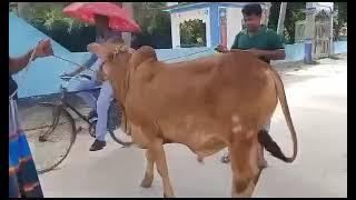 Masha Allah Beautiful Sahiwal Calf |Goru Lovers Of Chattga|