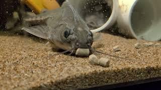 Hungry Lithodoras dorsalis eating sinking pellets