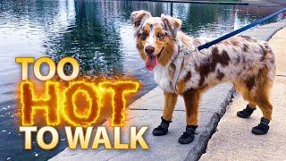 Connecting with Chels: Where & When is it too hot to walk your dog?