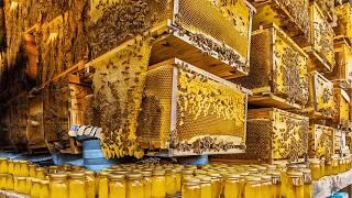 Inside the Largest Honey Production Facility: From Bees to Bottles