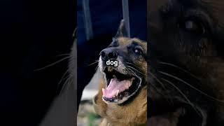 Emergency Response Training K9