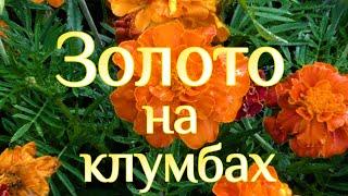 Золото на клумбах