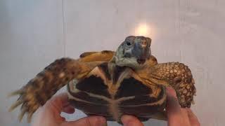 Черепаха. Террариум, Грунт для домашней черепахи. Tortoise. Turtles. Terrarium for domestic turtle.