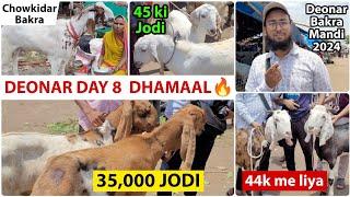 Deonar Day 8 Dhamaal Vlog | Chowkidar Bakra | Kharidar ke Bakre | Saste Bakre | Huge Hansa