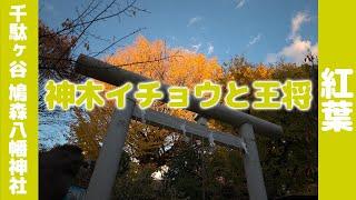 鳩森八幡神社今日見てきた！２０２４年１２月６日イチョウ紅葉の参考に・・・I saw it today! Hatonomori Hachiman Shrine  ginkgo autumn leaves