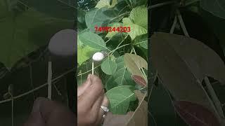 #White #Biba #7499244203 #Safed #Bhilawa #Ped #White #Biba #Seeds