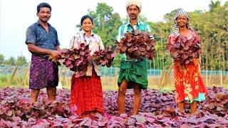 Organic Red Amaranthus Cultivation/How To Plant Amaranths Red Giving high yield of amaranthus