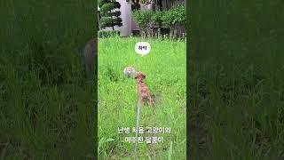 난생 처음 고양이와 마주친 달콩이 하악질 고영희씨, #말티푸달콩이 #강아지산책