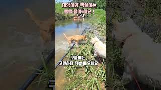 비가 그치고 (개울물이 너무 깊어요!) 태양이와 백설이는 수영선수 급 #shorts #강아지 #반려견 #애견영상