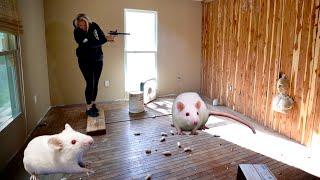 Home Invasion Mouse Prank!!! (TheBellLife Bangs)