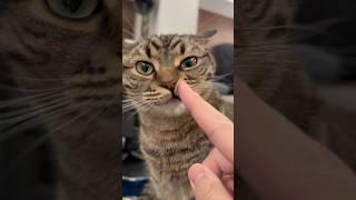 Cats turn into slither monsters when dad comes home lol #shorts #cat #cat