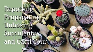 Repotting, Propagating and Unboxing Succulents and Complete Cacti Tour