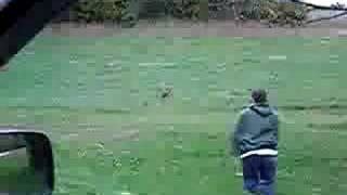 Running with Deer (who is faster)