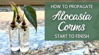 Step-By-Step BEST Way to Propagate Alocasia from Corms | Propagating Alocasia Bulbs (Corms)