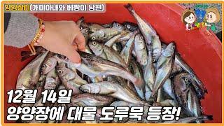 12월 14일 양양장에 대물 도루묵 등장! 도루묵찜 요리도 정말 맛있어요.